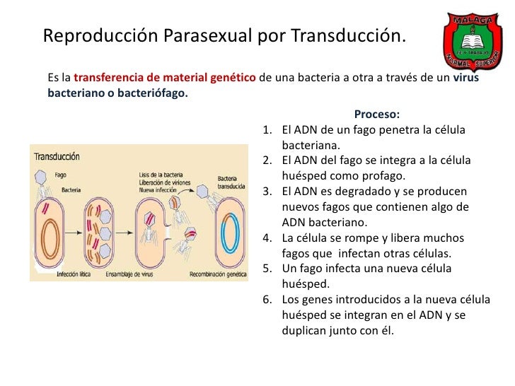 reproduccion parasexual es Que reproduccion parasexual es Que